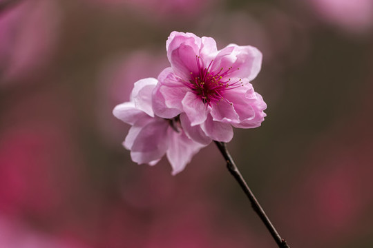 一枝兩朵粉色桃花