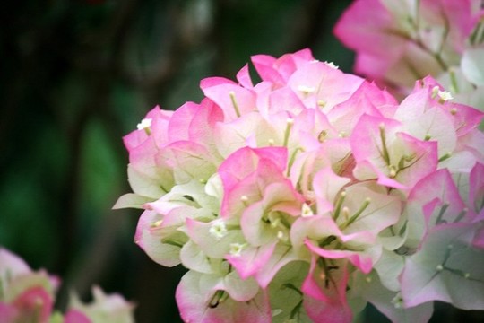 葉子花
