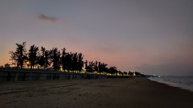 夕陽海濱樹木