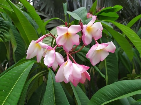 紅花綠葉
