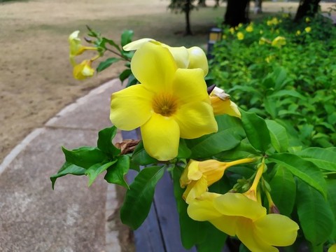 迎春花特寫(xiě)