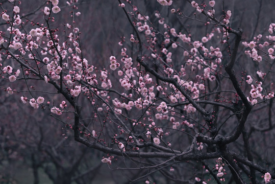 春天梅花山梅花林粉色唯美背景