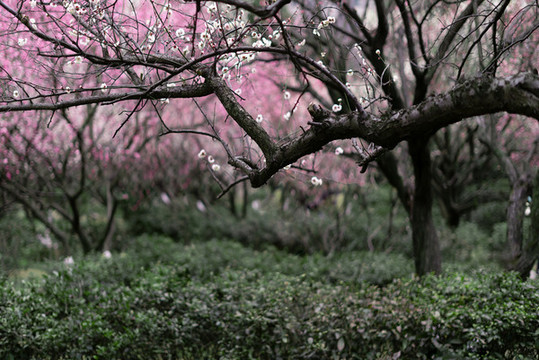 春天粉色梅花林樹林花開