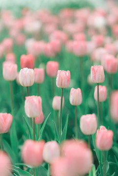 春天粉色郁金香花叢花海