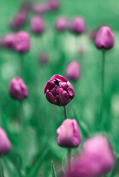 春天紫色郁金香花叢花海