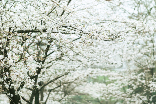 春天白色櫻花花開(kāi)櫻花大道