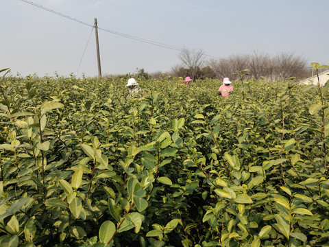 茶農(nóng)采茶