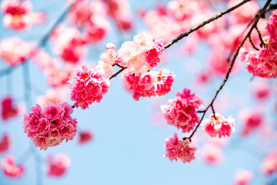 櫻花