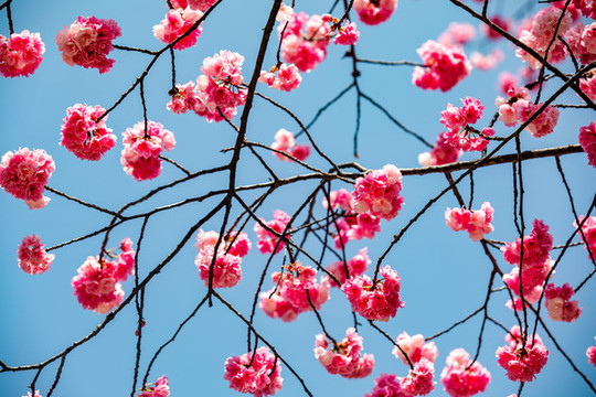 櫻花