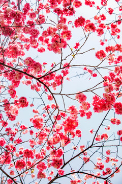 櫻花