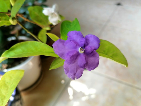 雙色茉莉