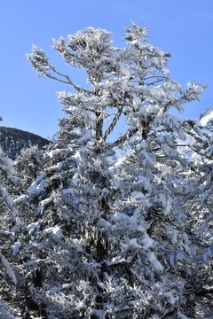 樹上積雪
