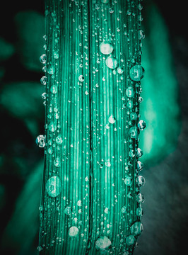 微距水珠