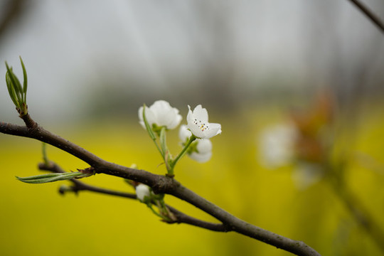 李花