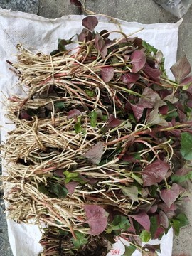 新鮮魚腥草