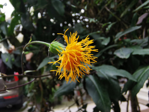 紅鳳菜的開花期