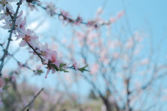 山居桃花朵朵開
