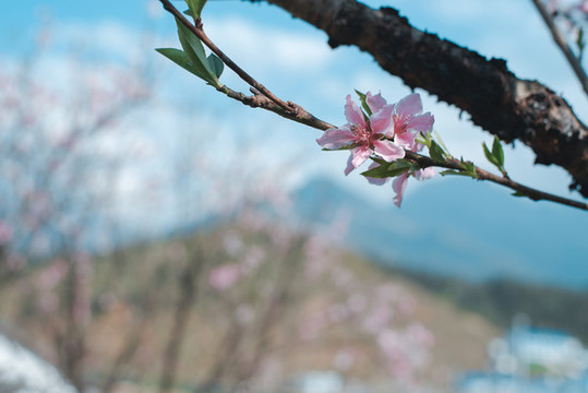 山居桃花朵朵開