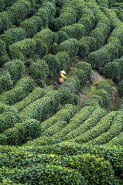 龍井采茶