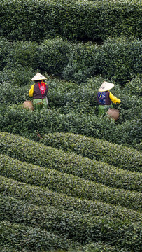 采茶