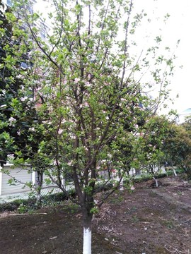 木瓜樹開花