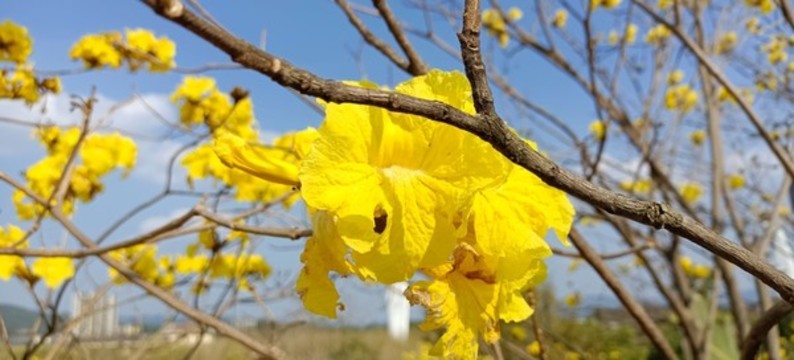 黃花風(fēng)鈴木高清實拍圖