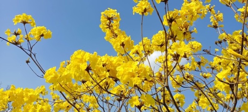 黃花風(fēng)鈴木高清實(shí)拍圖
