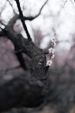 春天一支粉色梅花夢(mèng)幻背景