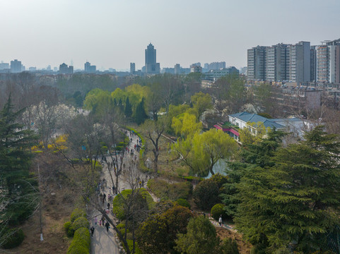 航拍濟(jì)南百花公園玉蘭花大道