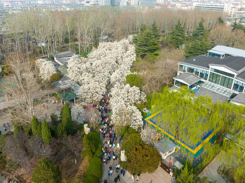 航拍濟南百花公園玉蘭花大道