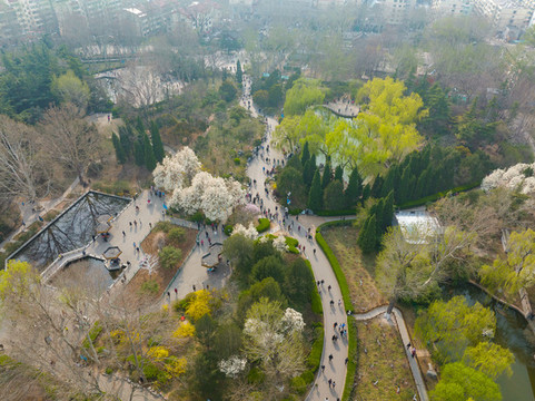 航拍濟南百花公園玉蘭花大道