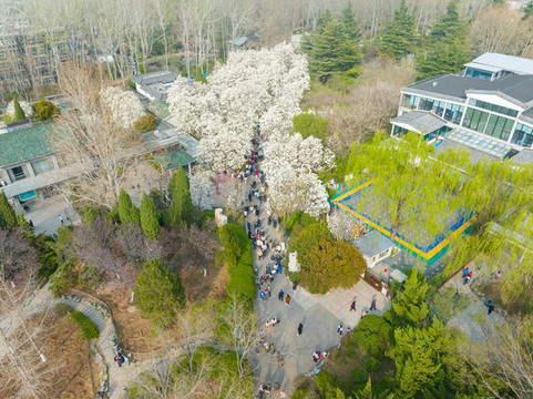 航拍濟南百花公園玉蘭花大道