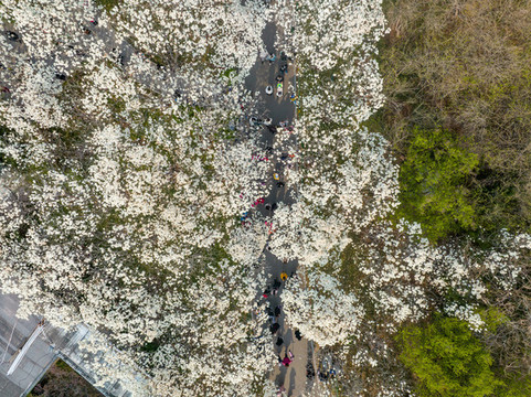 航拍濟南百花公園玉蘭花大道
