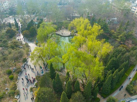 航拍濟南百花公園玉蘭花大道