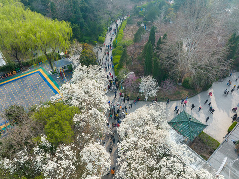 航拍濟(jì)南百花公園玉蘭花大道