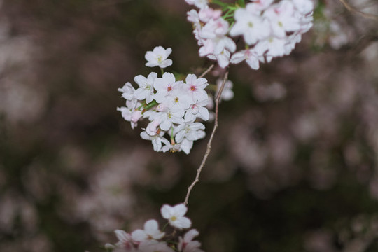 櫻花