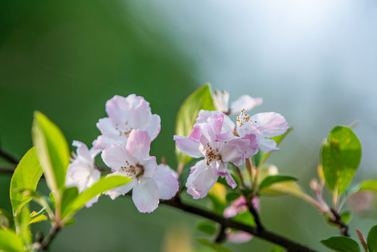 陽春三月櫻花開了