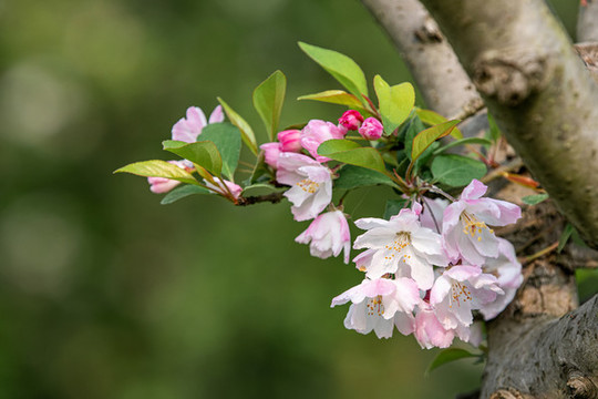 陽(yáng)春三月櫻花開了