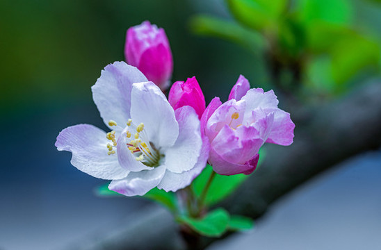 陽春三月櫻花開了