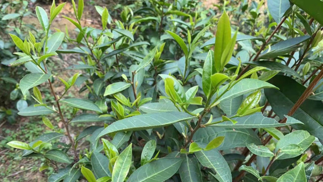 茶樹