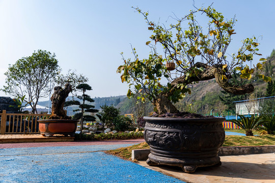盆景