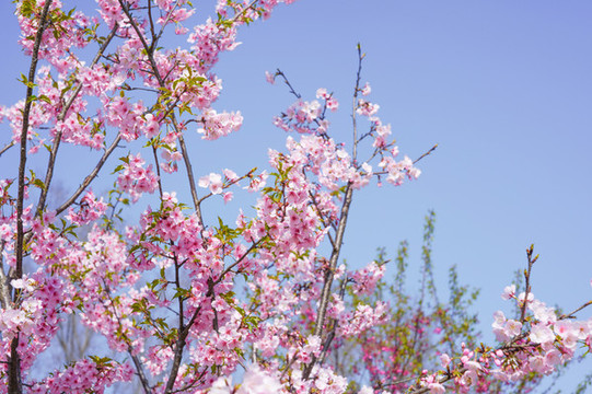 櫻花