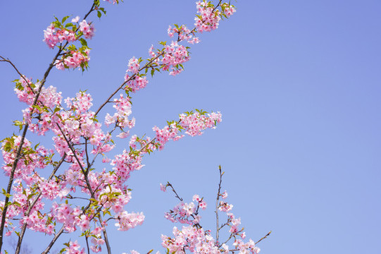 櫻花