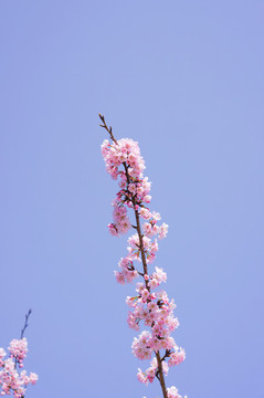 櫻花