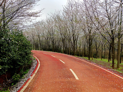 櫻花大道