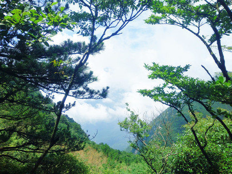 森林綠樹風(fēng)景