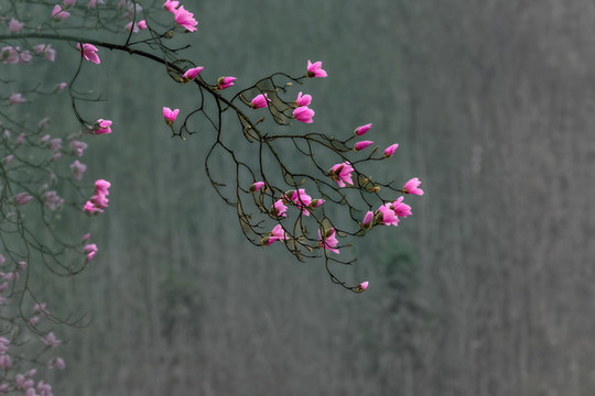 辛荑花