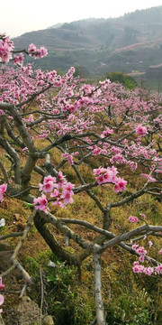 龍泉桃花