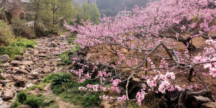 龍泉桃花
