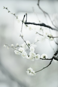 梅花素材白色梅花水墨畫中國(guó)風(fēng)